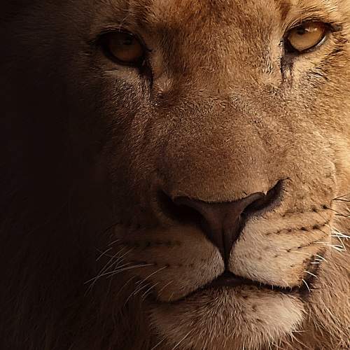 Photo #6956495