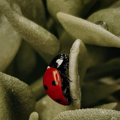 Ladybug