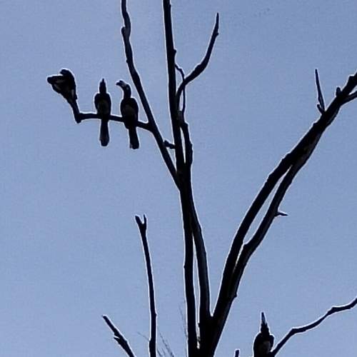 Hornbills