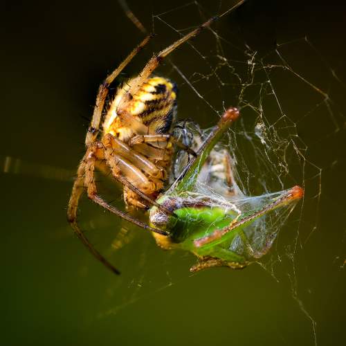 Photo #6959655