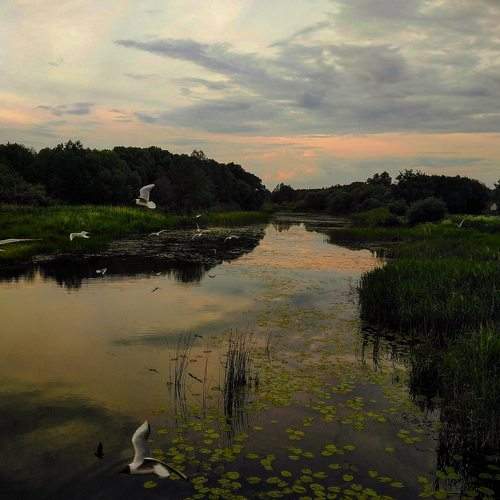 Photo #6962582