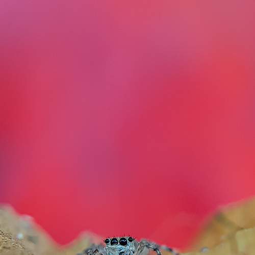 Photo #6962961