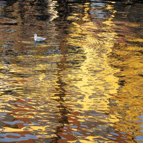 A seagull with colourful reflections in the water
