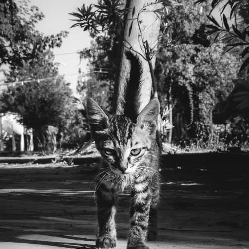 Photo #6964533