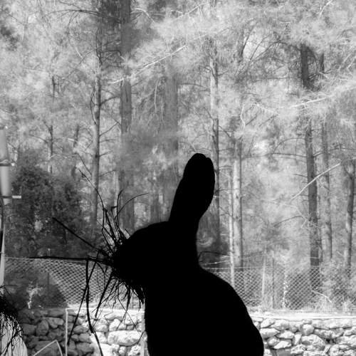 Photo #6964539