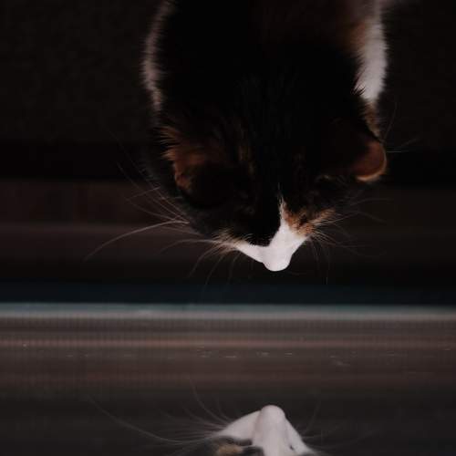 Photo #6965726