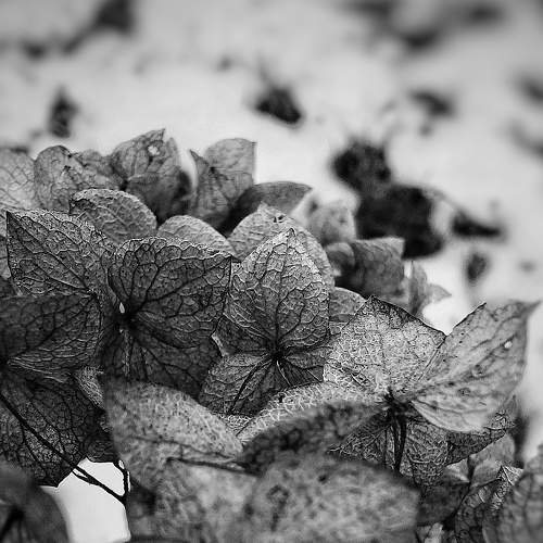 Summer flowers in winter