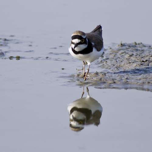 Photo #6972457