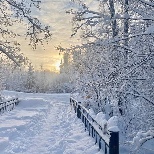 Winter frost and sun