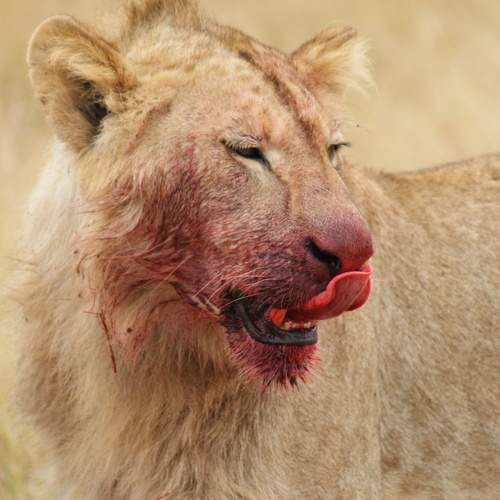 Photo #6975377
