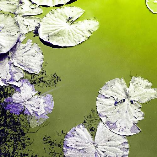 Photo #6975520