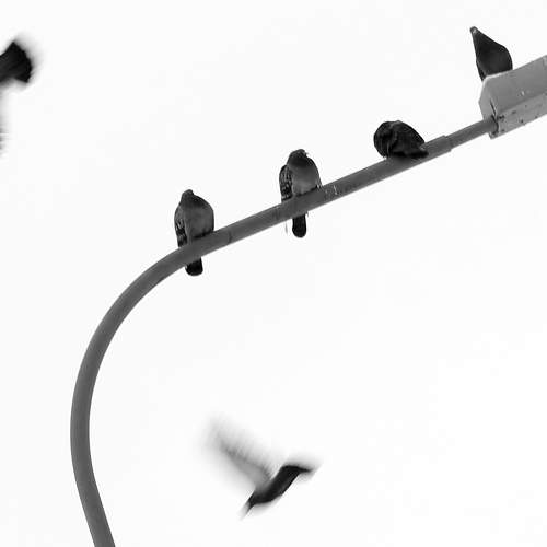 Lantern and pigeons