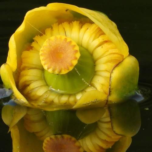 Photo #6979062