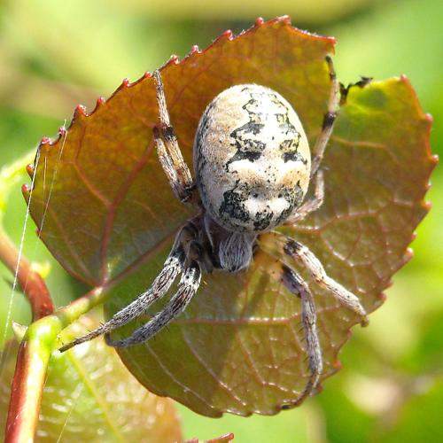 Photo #6979097