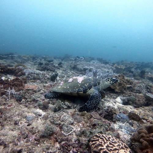 Photo #6980030