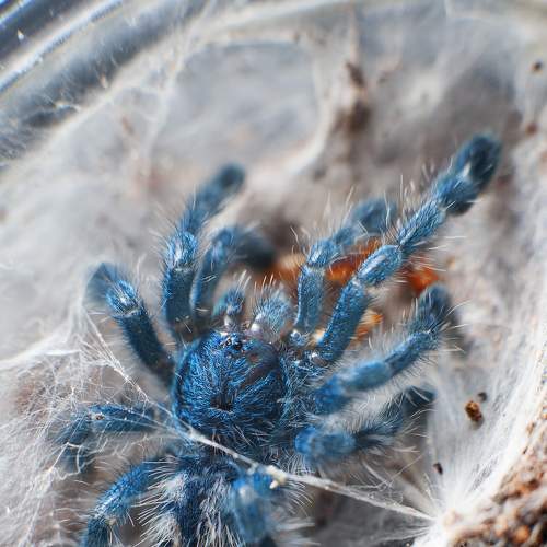Photo #6980048