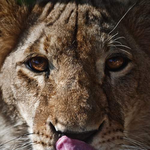 Photo #6980088