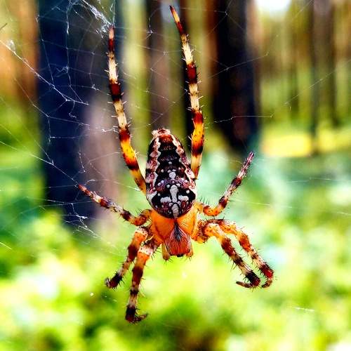 Photo #6980597