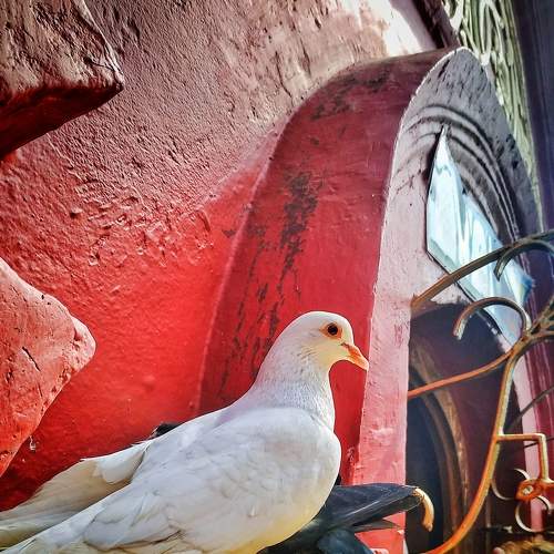 Bird's Eye