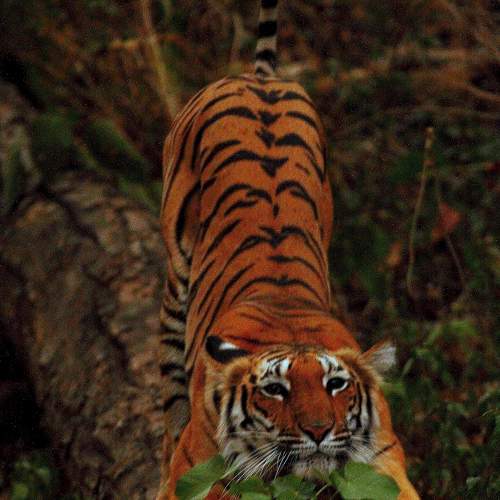 Photo #6989165