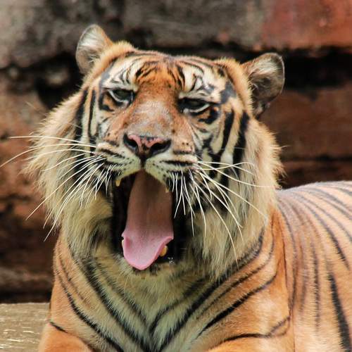 Photo #6995049