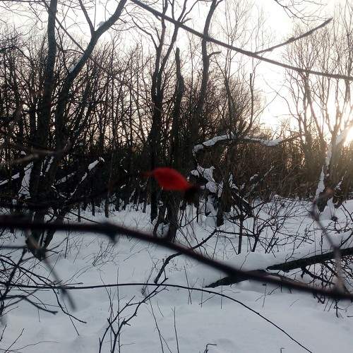 Photo #6995268