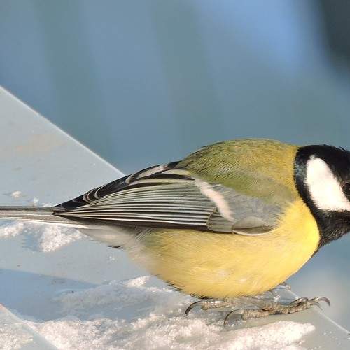 Photo #6996527