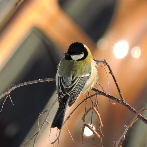 Photo #6996973