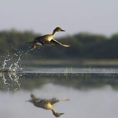 Photo #6997745