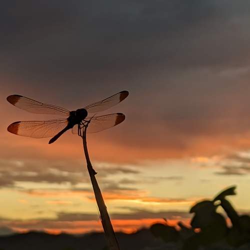 Photo #6998008