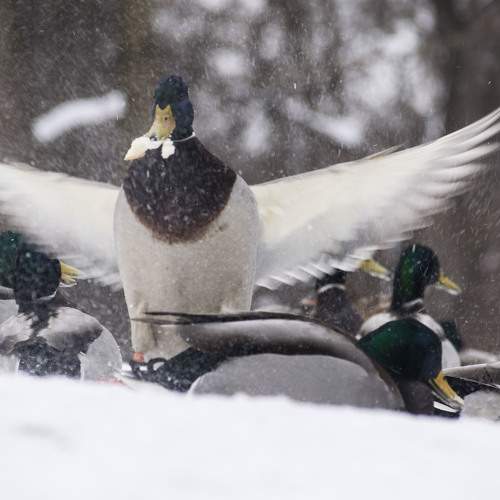 Photo #6999126