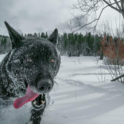 Photo #6999184