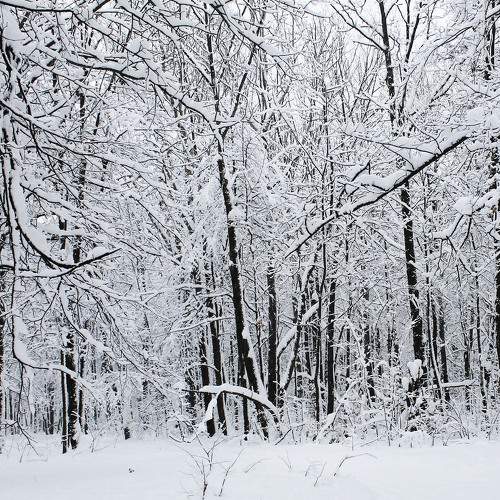 Photo #6999579