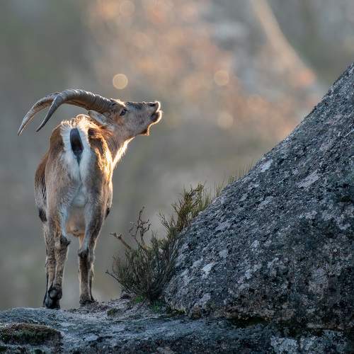 Photo #7000279