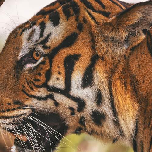 Photo #7001899