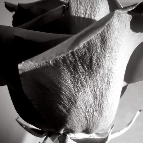 Photo #7001949