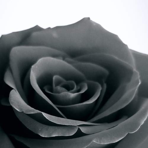 Photo #7002006
