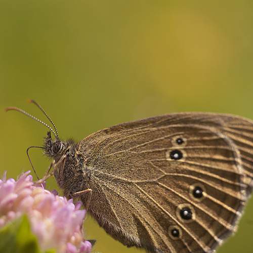 Photo #7003285