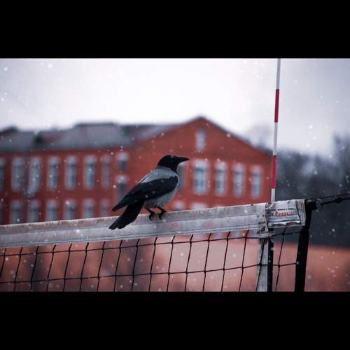 Photo #7003773