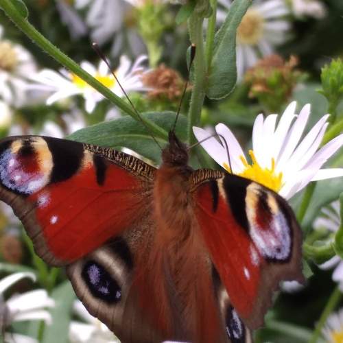 Photo #7004777