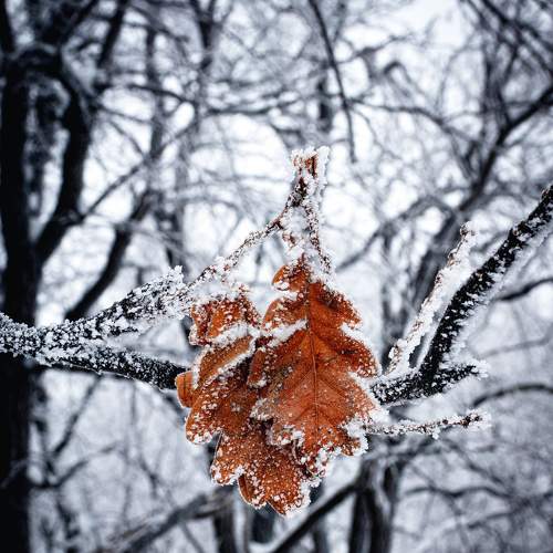 Photo #7006173