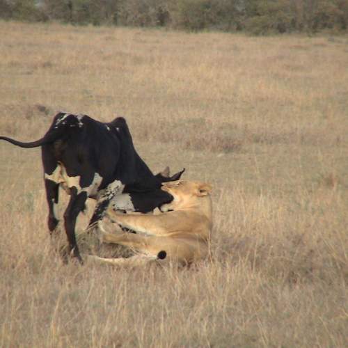 Photo #7007691