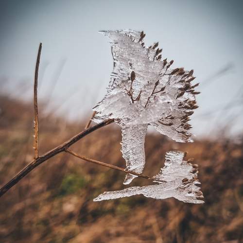 Photo #7009554