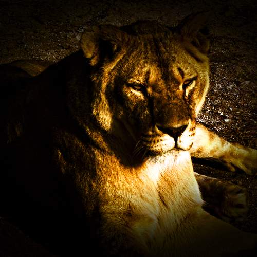 Photo #7009872