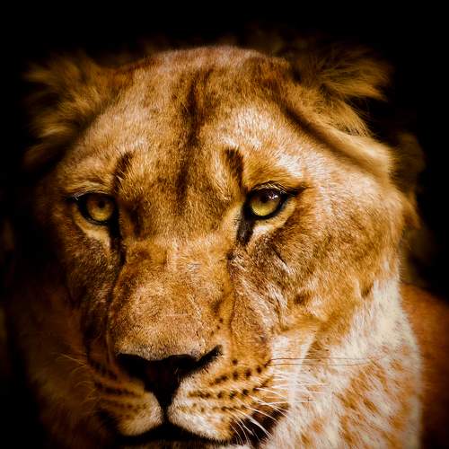 Photo #7009875