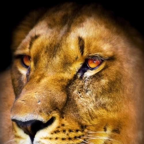 Photo #7009876