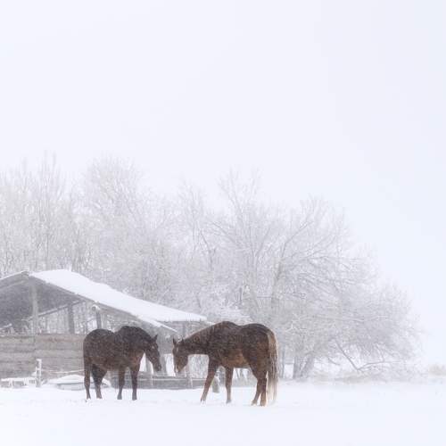 Photo #7010202