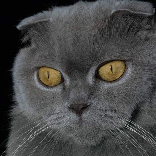 Photo #7017441