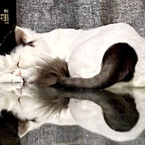 Photo #7018565