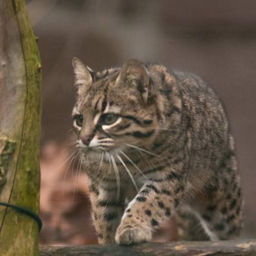 маленький пятнистый дикий кот (kleine gefleckte Wildkatze)